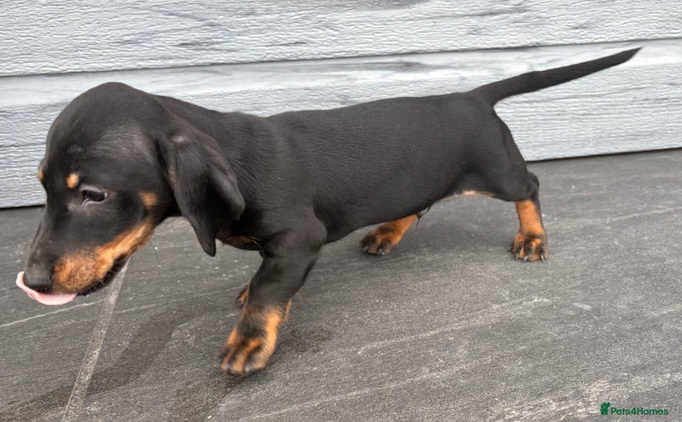 Dachshund dogs - Advert 6