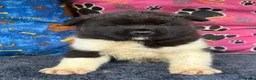 Akita dogs for sale: Beautiful American Akita Puppies - Advert 1