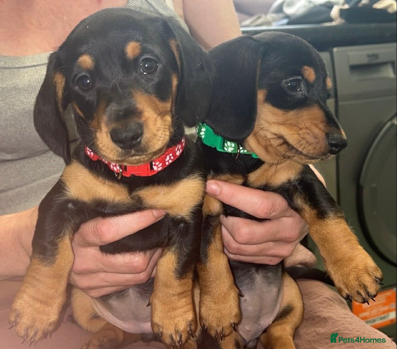 Dachshund dogs 2 girl dachshunds  - Advert 22