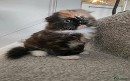 Scottish Fold cats for sale: 💖 Gorgeous Calico Scottish Fold Kitten 💖 - Image 2