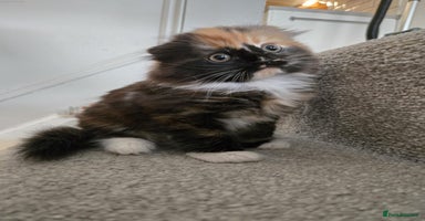 Scottish Fold cats - Advert 7