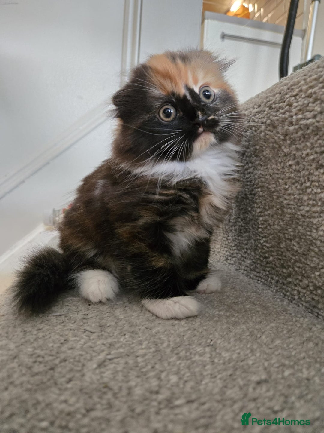 Scottish Fold cats for sale: 💖 Gorgeous Calico Scottish Fold Kitten 💖 - Image 2