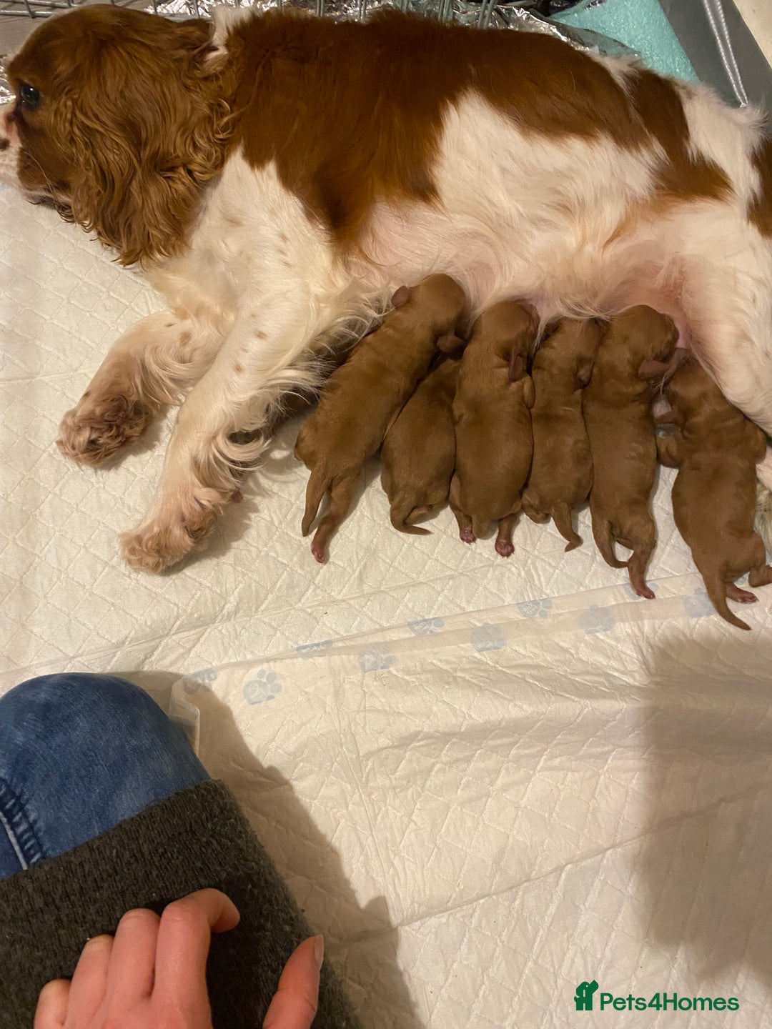 Cavapoo dogs for sale: Toy Cavapoo Health testing parent  - Advert 5