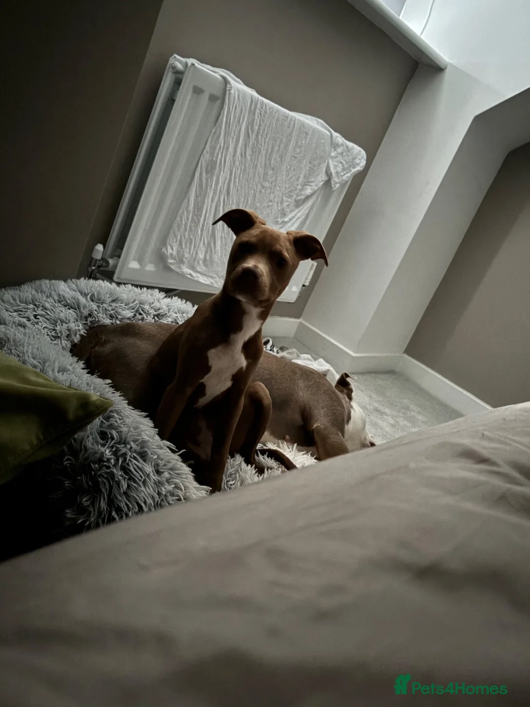 Staffordshire Bull Terrier dogs for sale: 5 month old puppy  - Advert 7