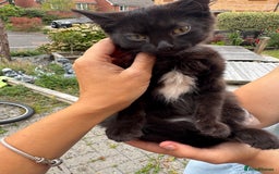 Domestic Shorthair cats for sale: 1 short hair, 3 semi long hair domestic kittens. - Image 5