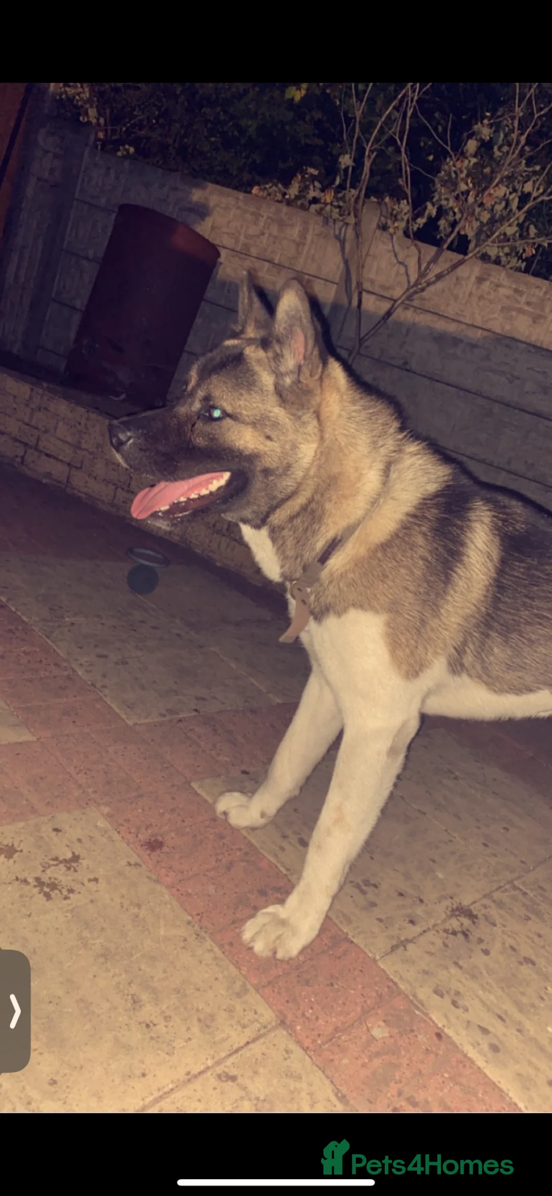 Akita dogs for sale: Free American Akita for Rehoming. - Advert 1