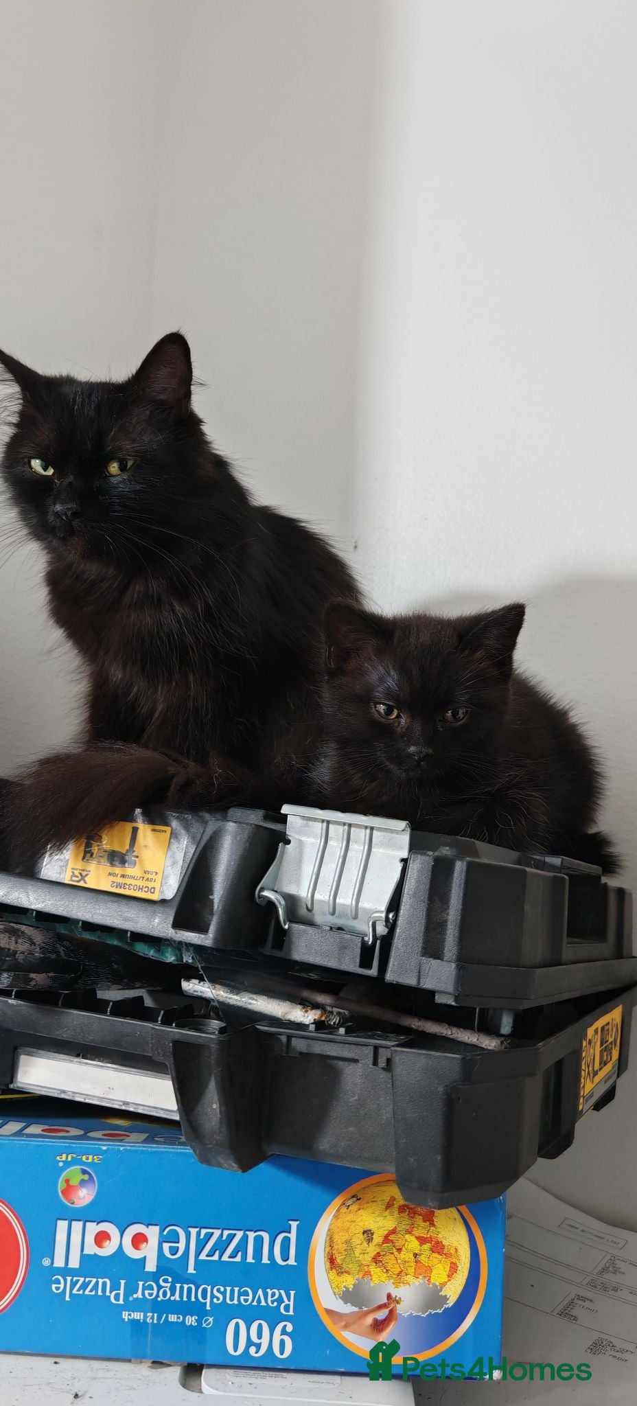Mixed Breed cats Gorgeous black kitten looking for his forever home - Advert 3