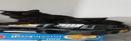 Mixed Breed cats for sale: Gorgeous black kitten looking for his forever home - Advert 1