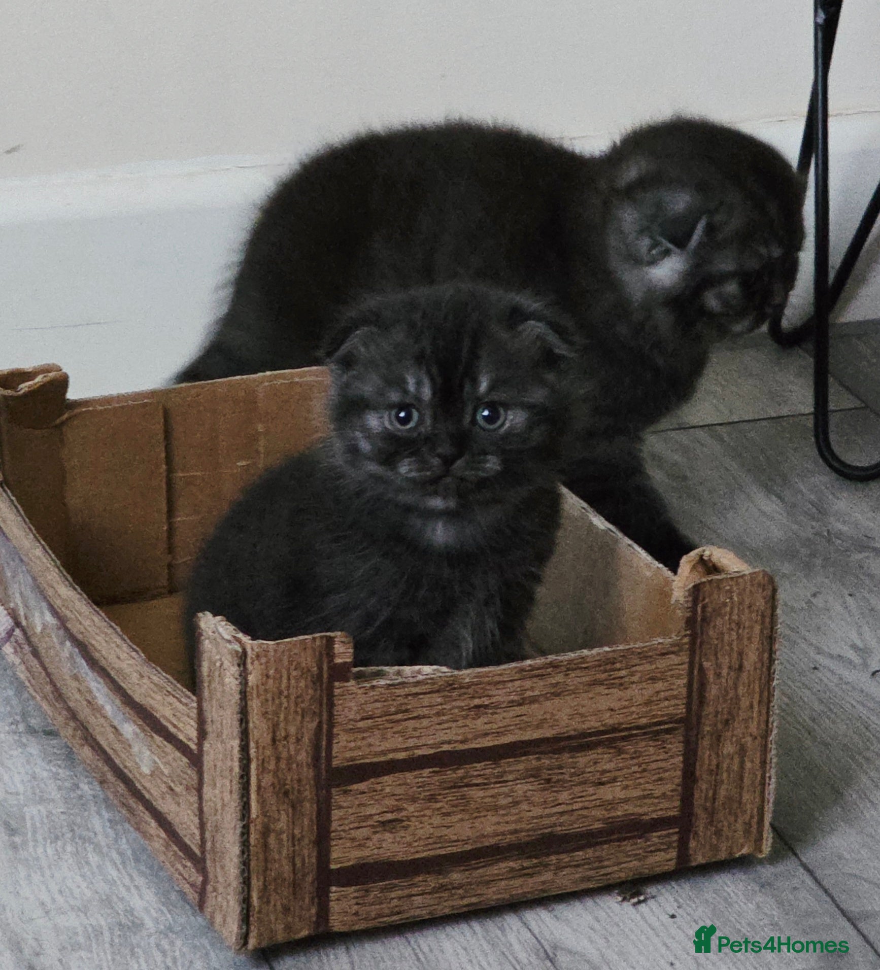 Scottish Fold cats Scotish fold ears kittens  - Advert 2