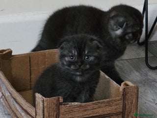 Scottish Fold cats Scotish fold ears kittens - Advert 2