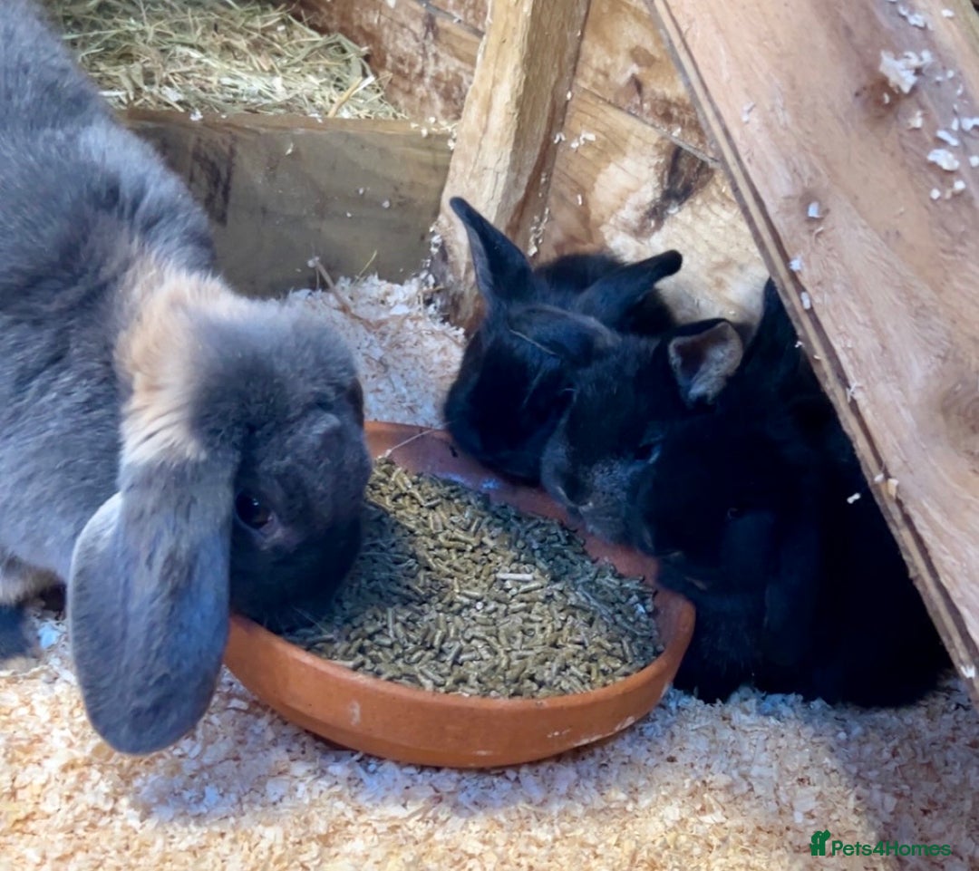 French Lop rabbits for sale: Mini French Lop Babies  - Advert 3