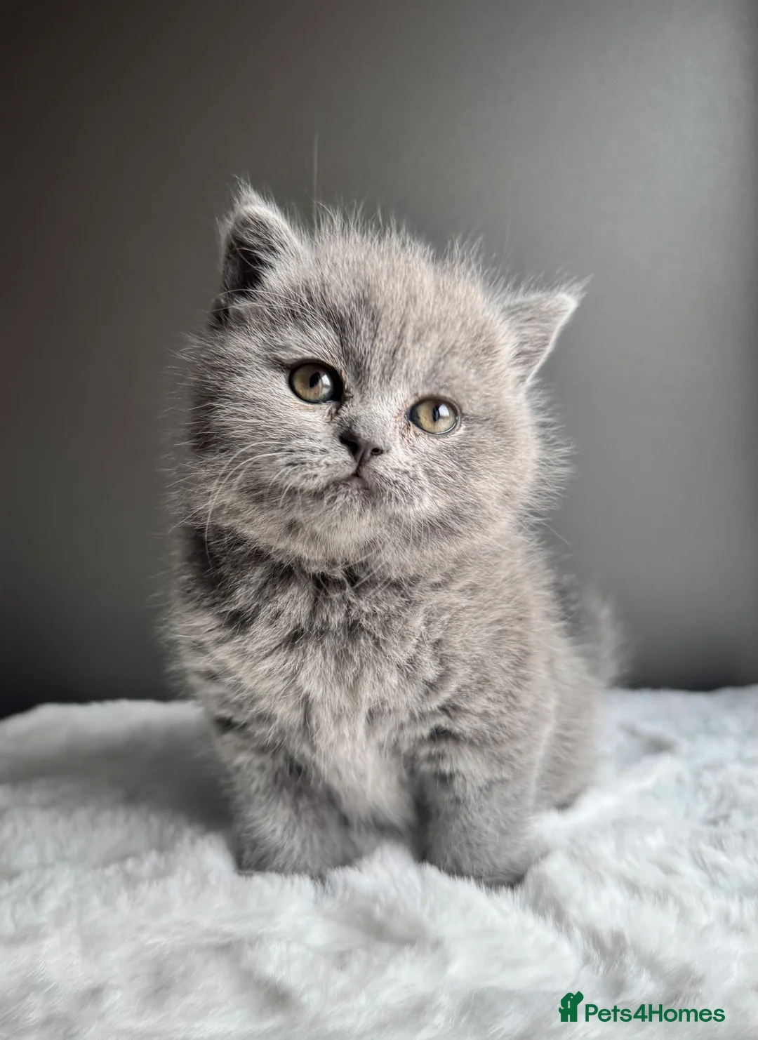 British Shorthair cats for sale: British Shorthair Kittens  - Advert 5