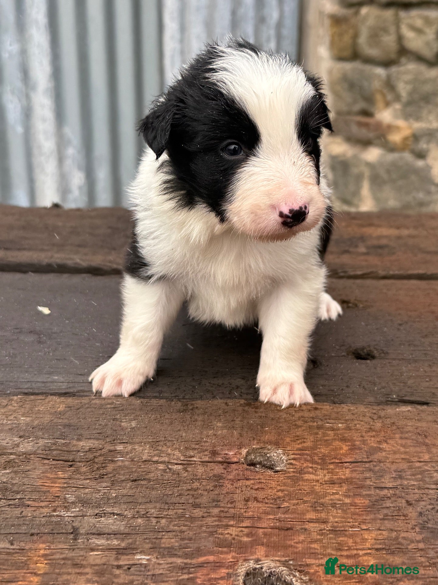 Border Collie dogs Stunning Blue & white / black & white pups - Advert 2
