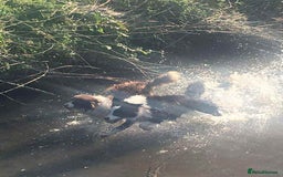 Border Collie dogs for sale: WINNING CRUFTS COMPETITORS. KC REG, HEALTH TESTED - Image 19