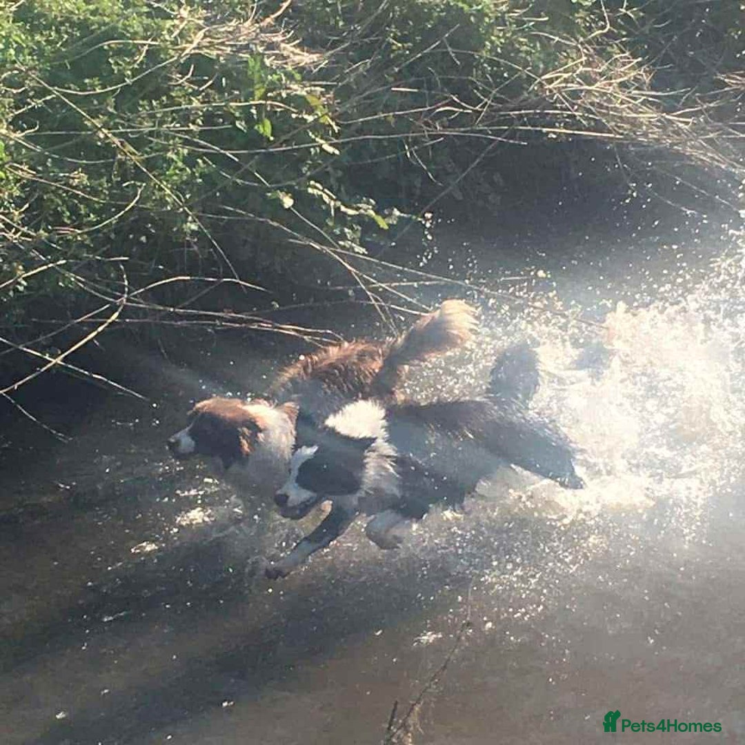 Border Collie dogs for sale: WINNING CRUFTS COMPETITORS. KC REG, HEALTH TESTED - Image 19