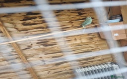 Parakeets birds for sale: Male kakariki - Image 3
