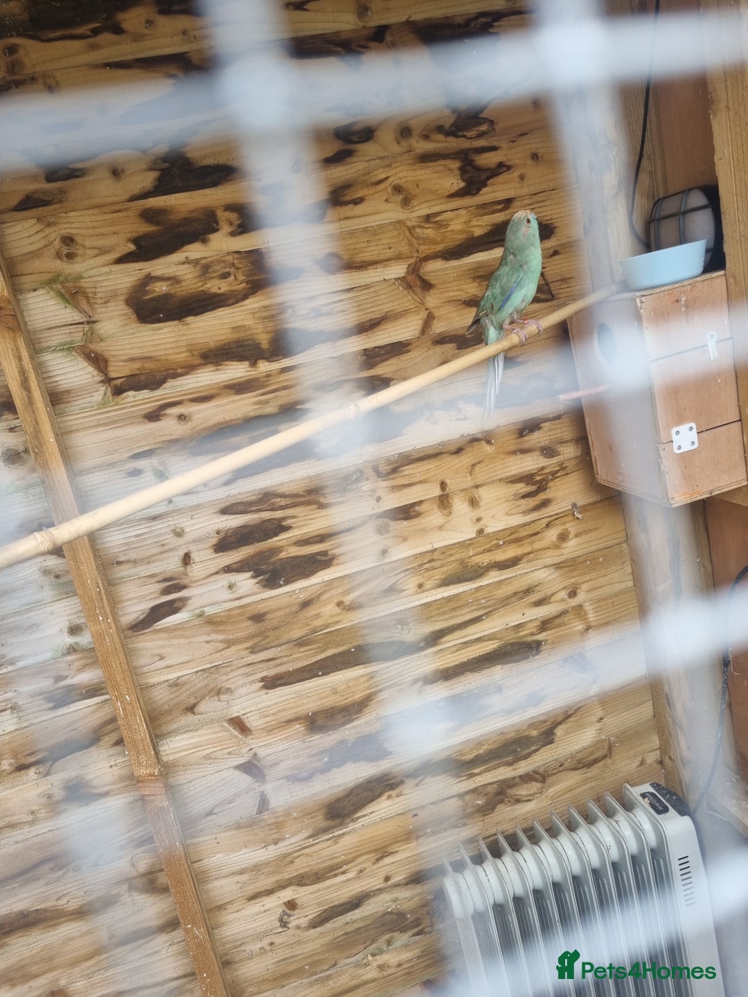 Parakeets birds for sale: Male kakariki - Image 3