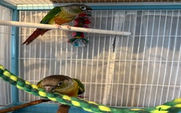Conures birds for sale: Conures  - Image 4