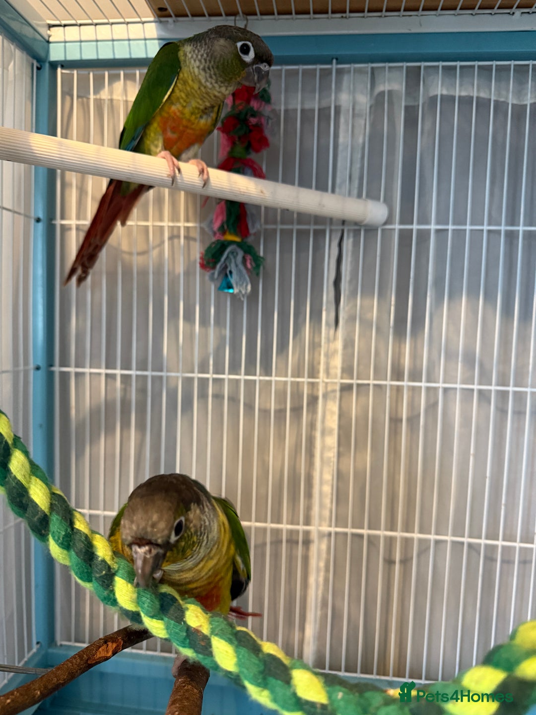 Conures birds for sale: Conures  - Image 4