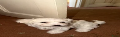 Bichon Frise Puppy 2