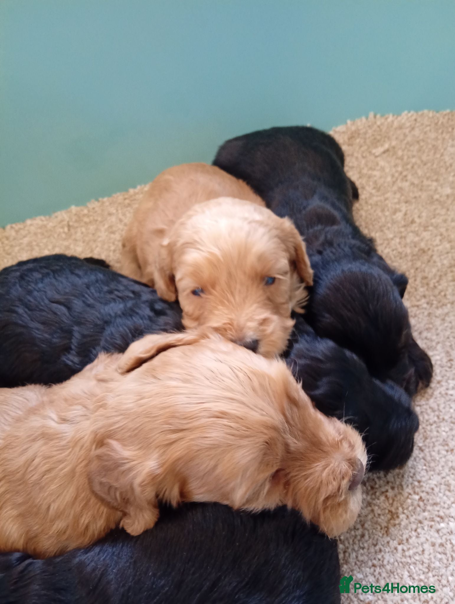 Cockapoo dogs P,r,a clear cockapoo f1 - Advert 5