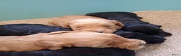 Cockapoo dogs for sale: P,r,a clear cockapoo f1 - Advert 15