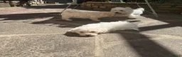 Bichon Frise dogs for sale: Beautiful Bichon Frise girl in Bristol - Advert 3