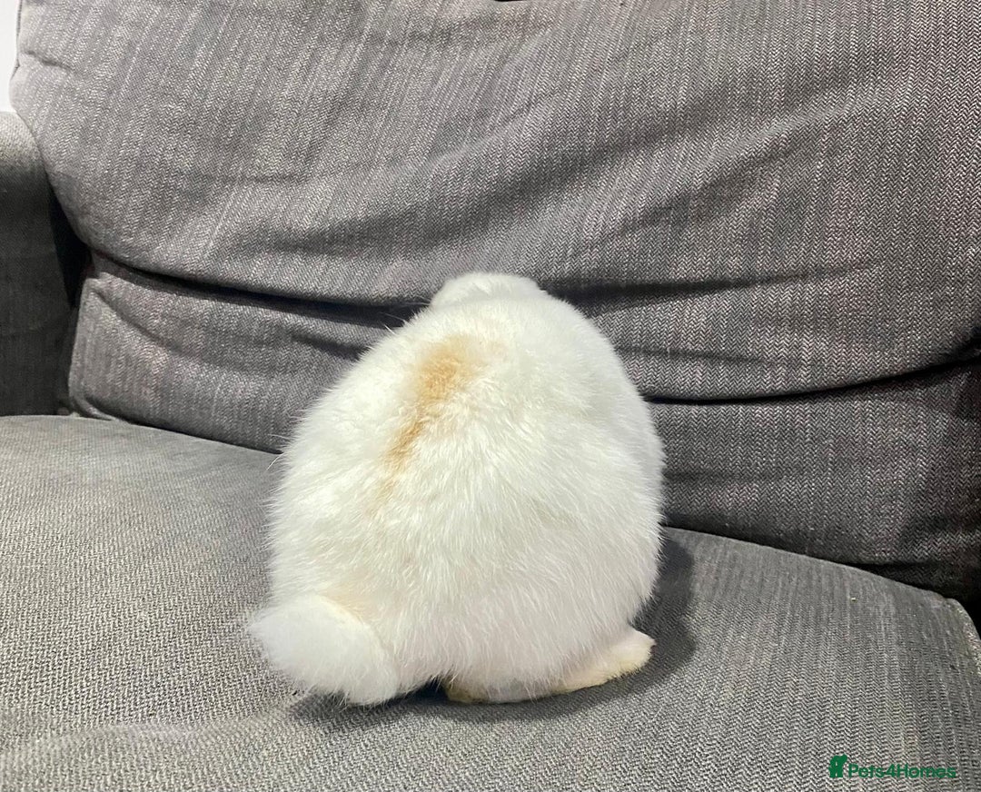 Mini Lop rabbits for sale: 9 week old boy Mini lop  for sale - Advert 3