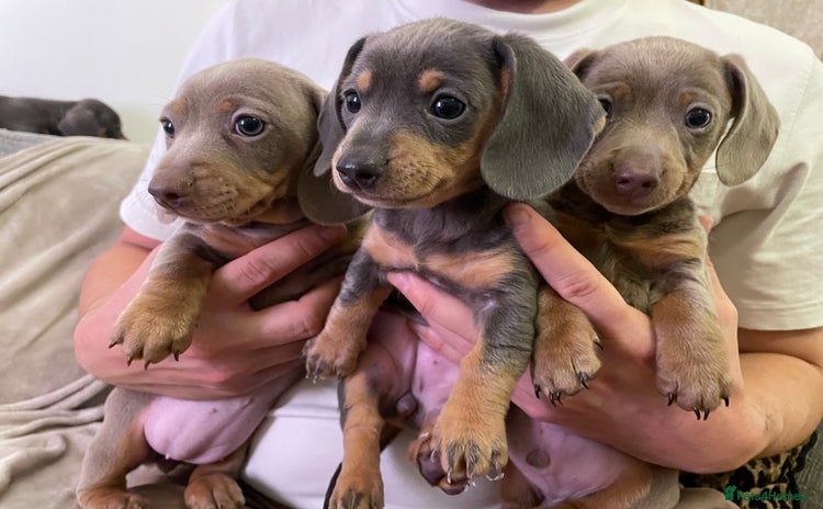 Miniature Dachshund dogs - Advert 1