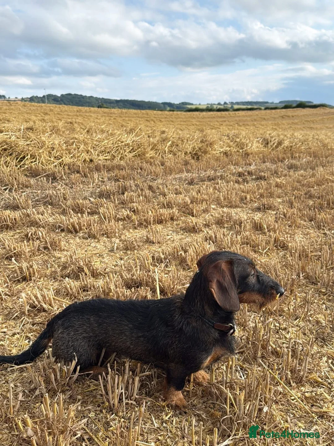 Miniature Dachshund dogs for stud: Stud: KCReg Miniature Wirehaired Dachshund/Teckel - Advert 3