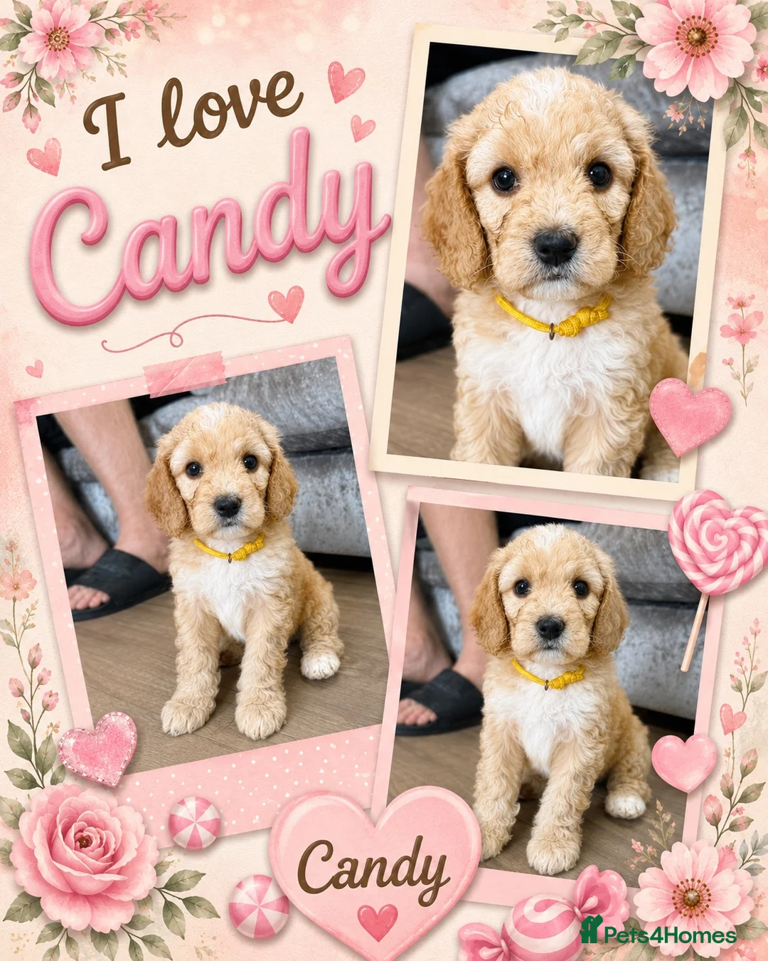 Australian Labradoodle dogs for sale: Outstanding 5 🌟🌟 Australian labradoodle litter  - Advert 2
