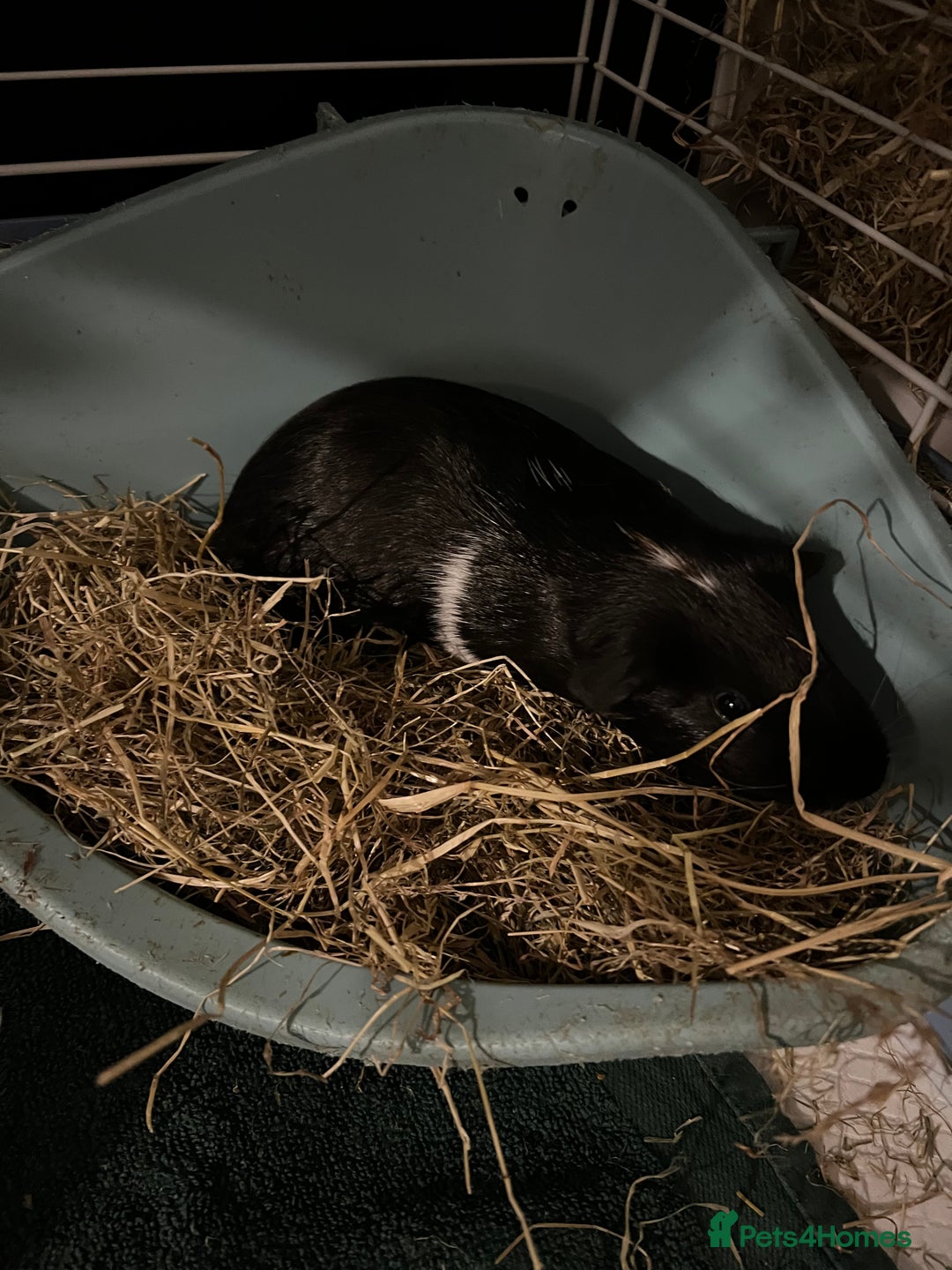 Guinea Pig rodents for sale: Brother guinea pigs trying to find a new home  - Image 2