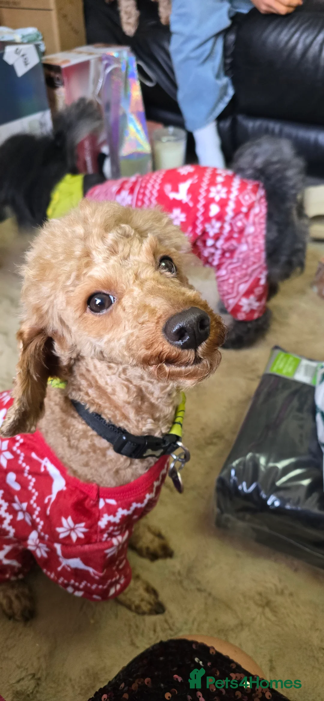 Toy Poodle dogs for stud: toy poodle short notice DNA  tested clear PRA £125 in Nottingham - Advert 6