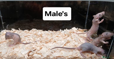 Rat rodents - Advert 8