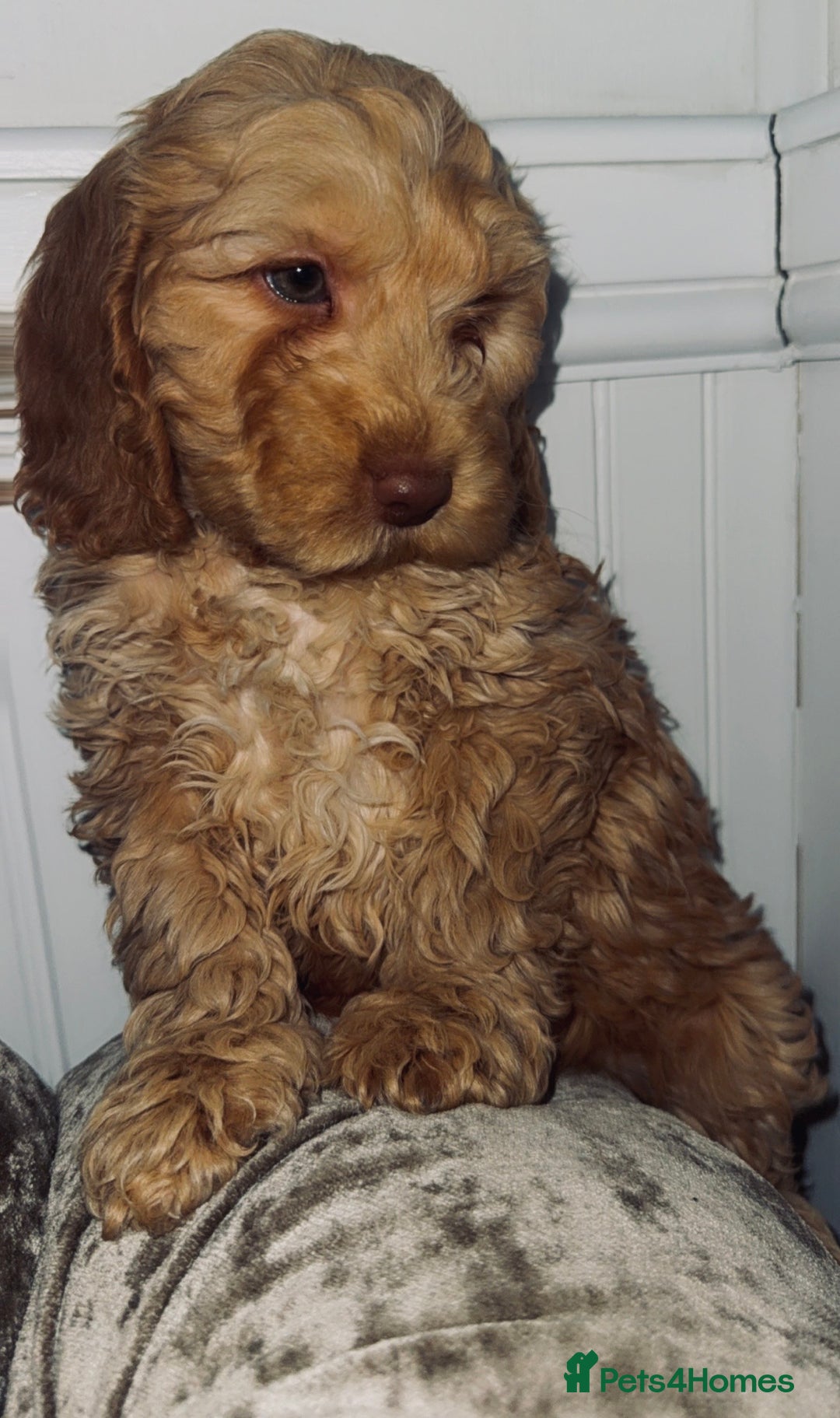 Cockapoo dogs for sale: Quality Cockapoo Puppies - Ready Now - Advert 4