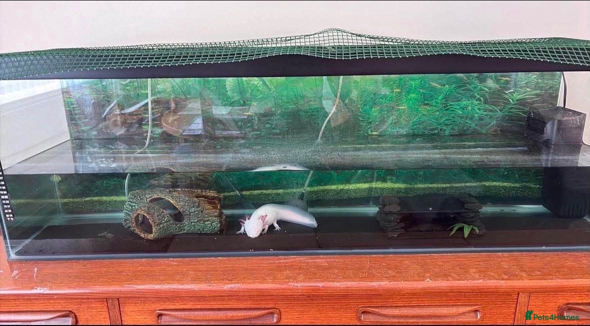 Axolotl reptiles Albino Axolotl  - Advert 1