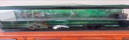 Axolotl reptiles for sale: Albino Axolotl  in Hengoed - Advert 1