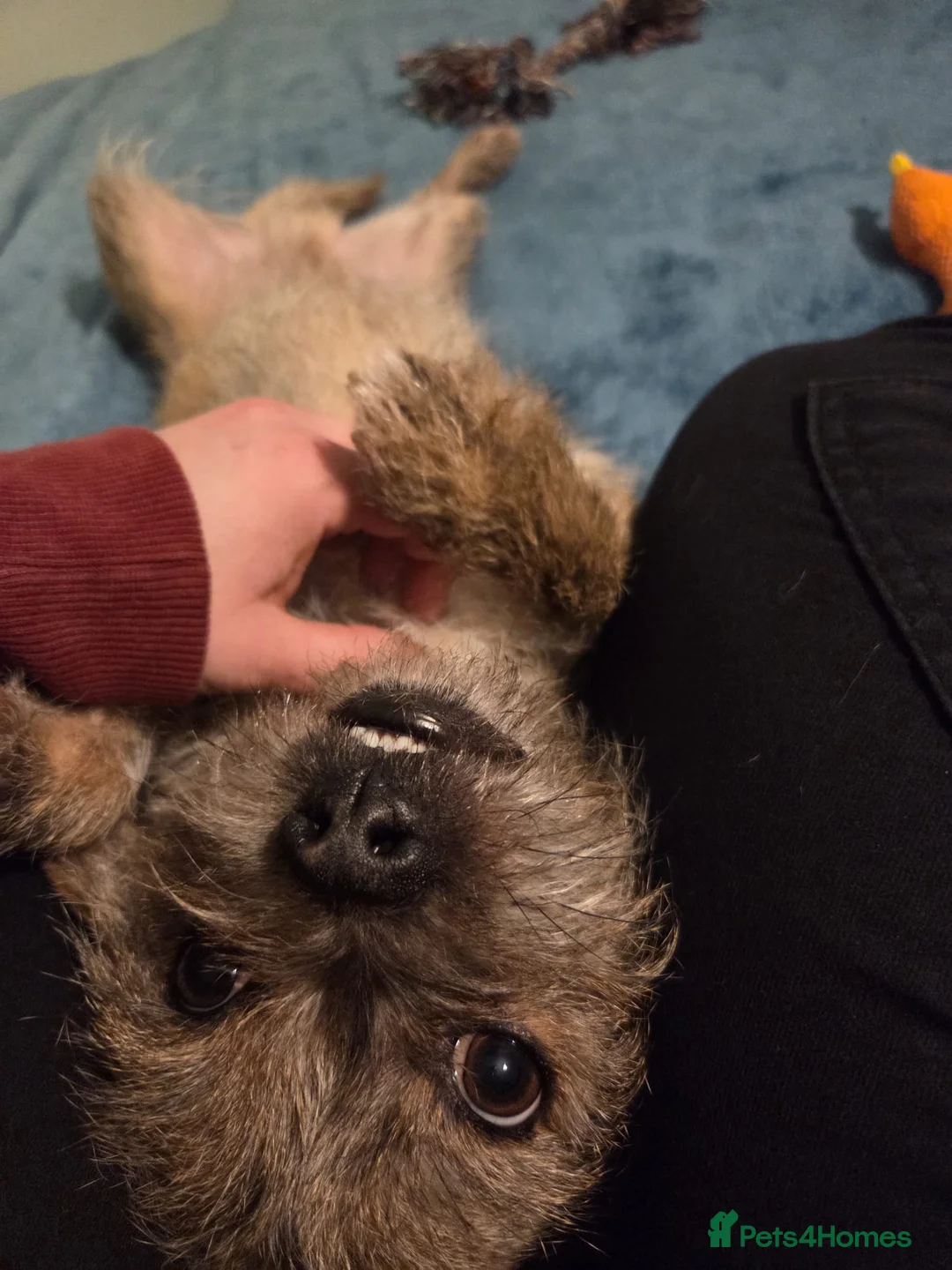 Mixed Breed dogs for adoption: 💙RONNIE Big Personality In Tiny Wrap Chorkie X - Advert 4