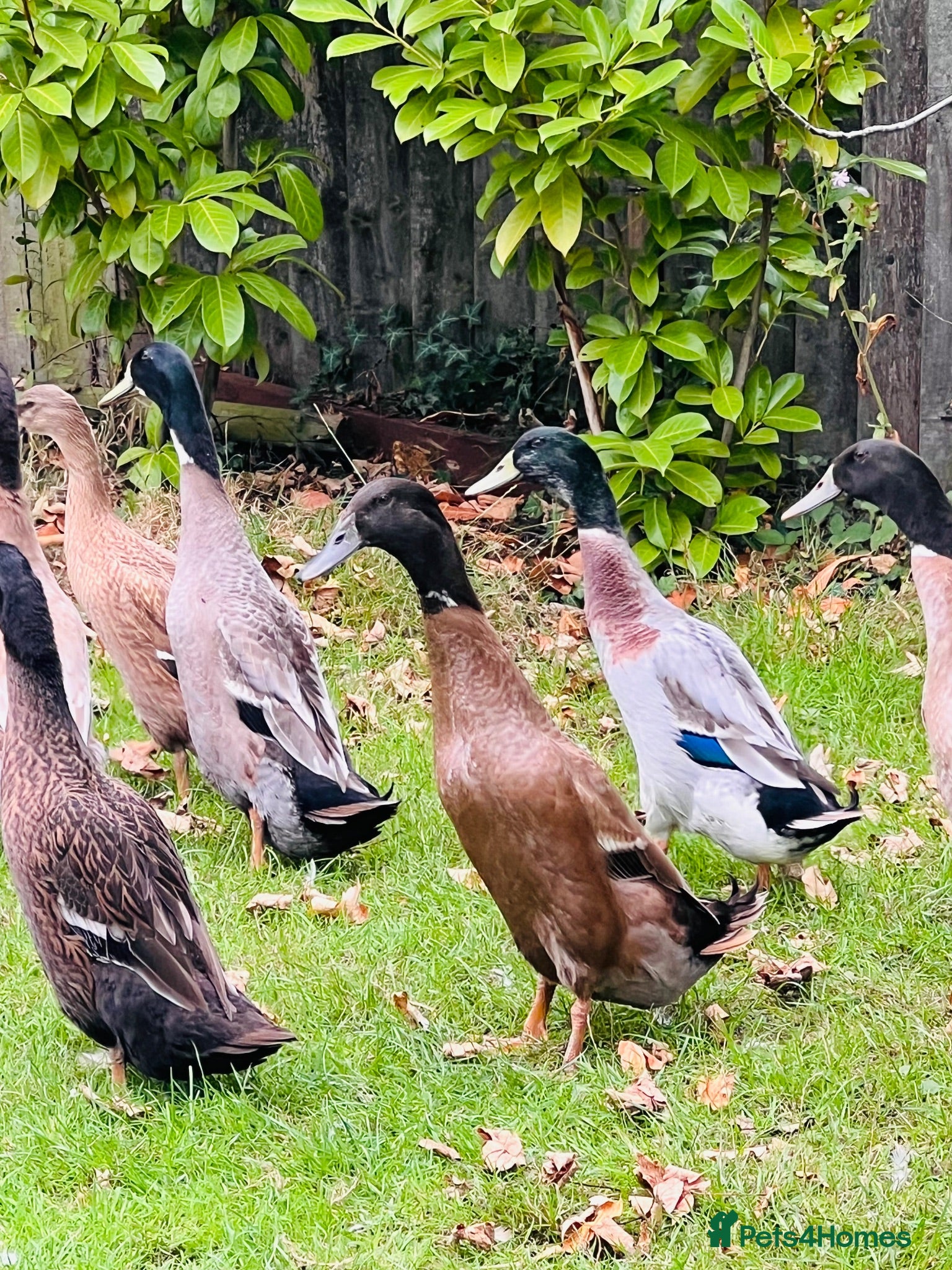 Ducks poultry Stunning Runner Ducks for sale - Advert 2