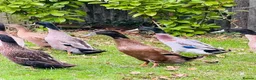 Ducks poultry for sale: Stunning Runner Ducks for sale in Eye - Advert 1