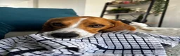 Beagle dogs for sale: Murphy – Looking for His Forever Home 🐾 in Hull - Advert 8