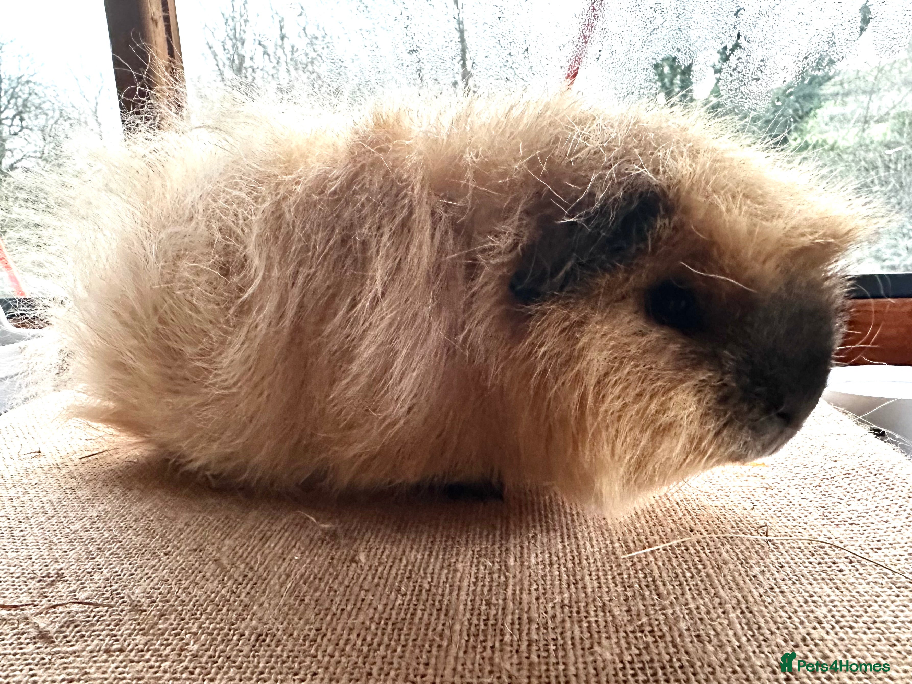 Guinea Pig rodents Swiss Boar (boy)  - Advert 2