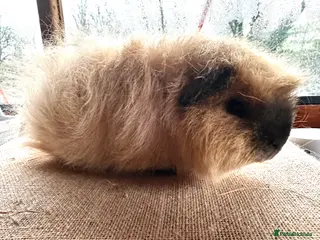 Guinea Pig rodents Swiss Boar (boy) - Advert 2