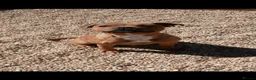 Staffordshire Bull Terrier dogs for sale: KC Red Staffordshire Bull Terrier  - Advert 2