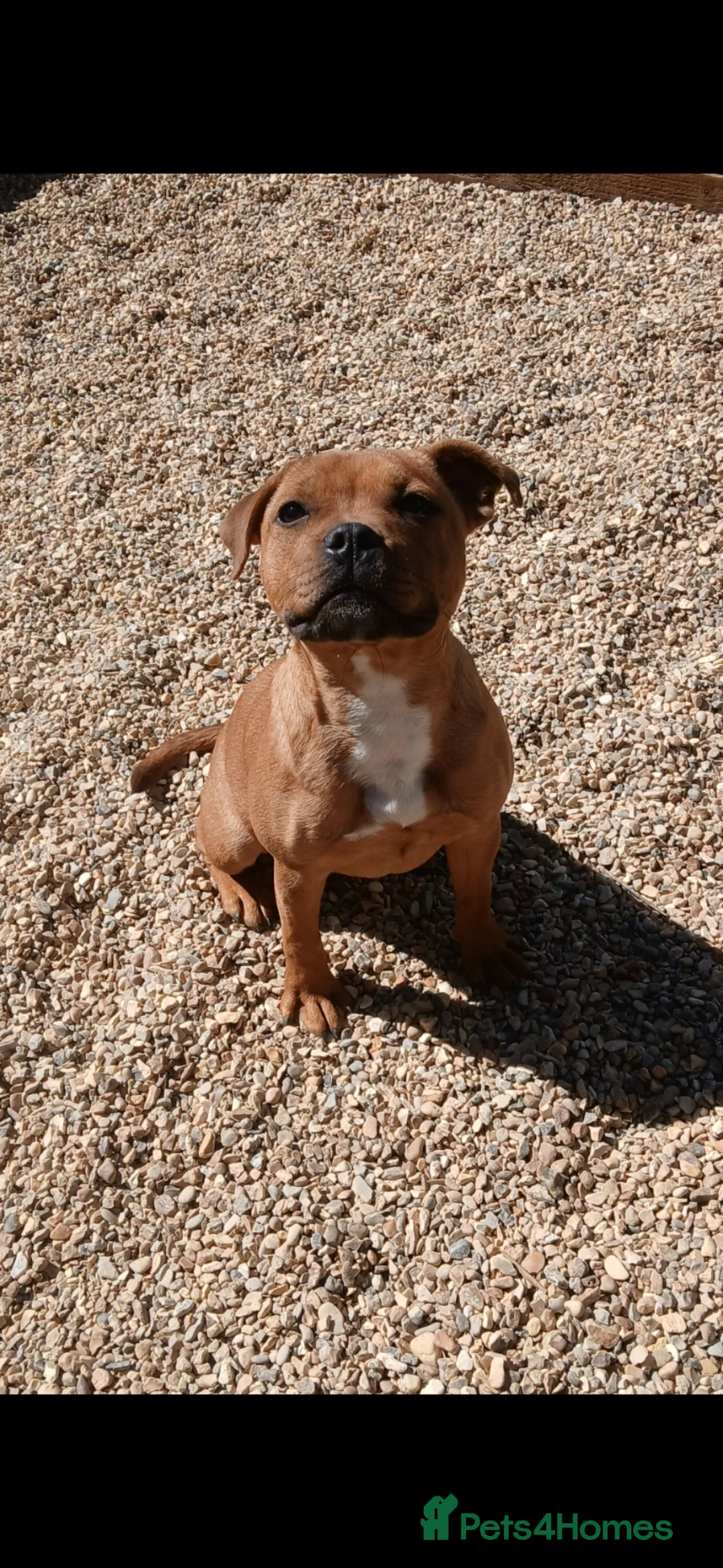 Staffordshire Bull Terrier dogs for sale: KC Red Staffordshire Bull Terrier  - Advert 2