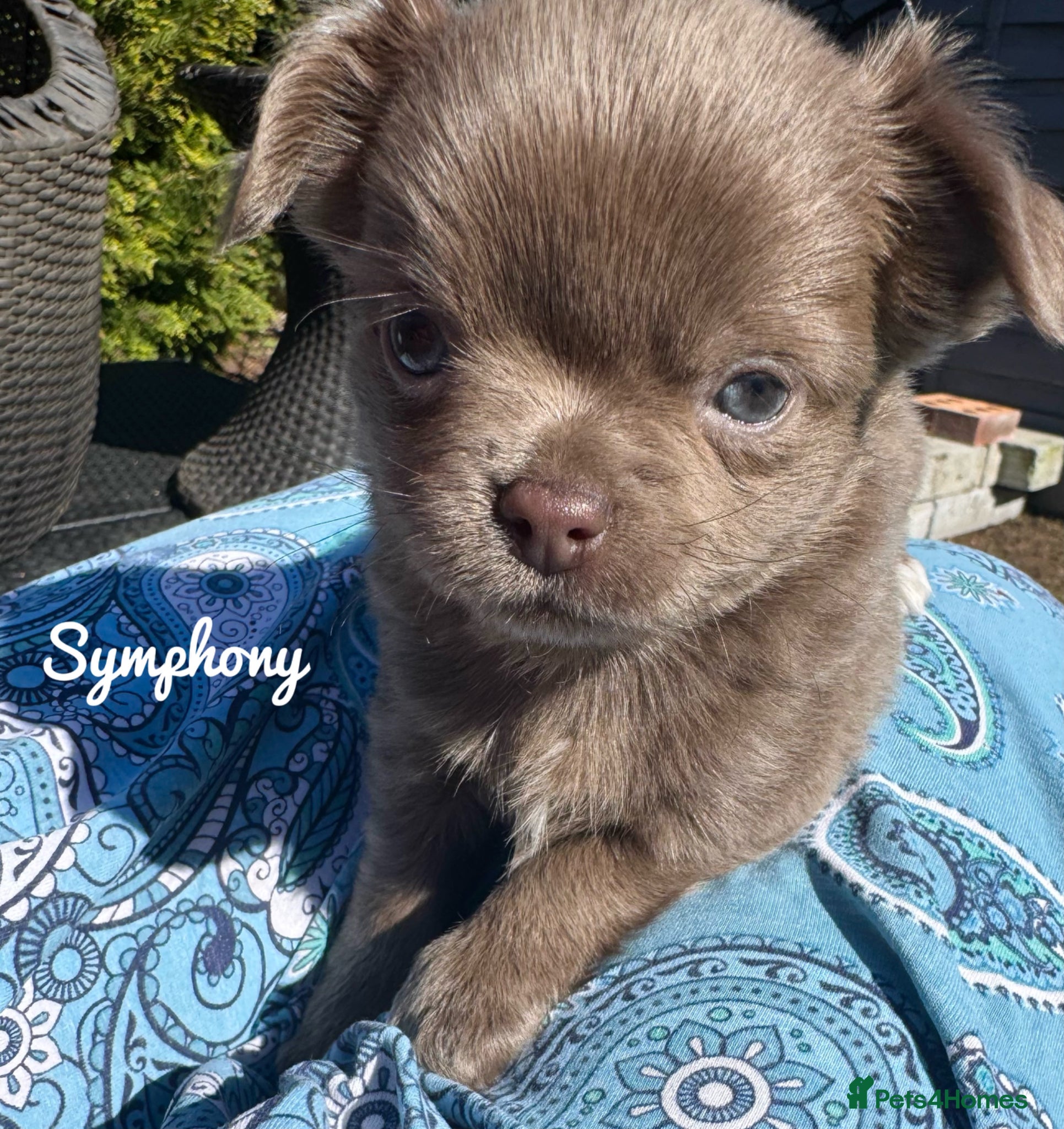 Chihuahua dogs KC chocolate and lilac long coat quality puppies  - Advert 1