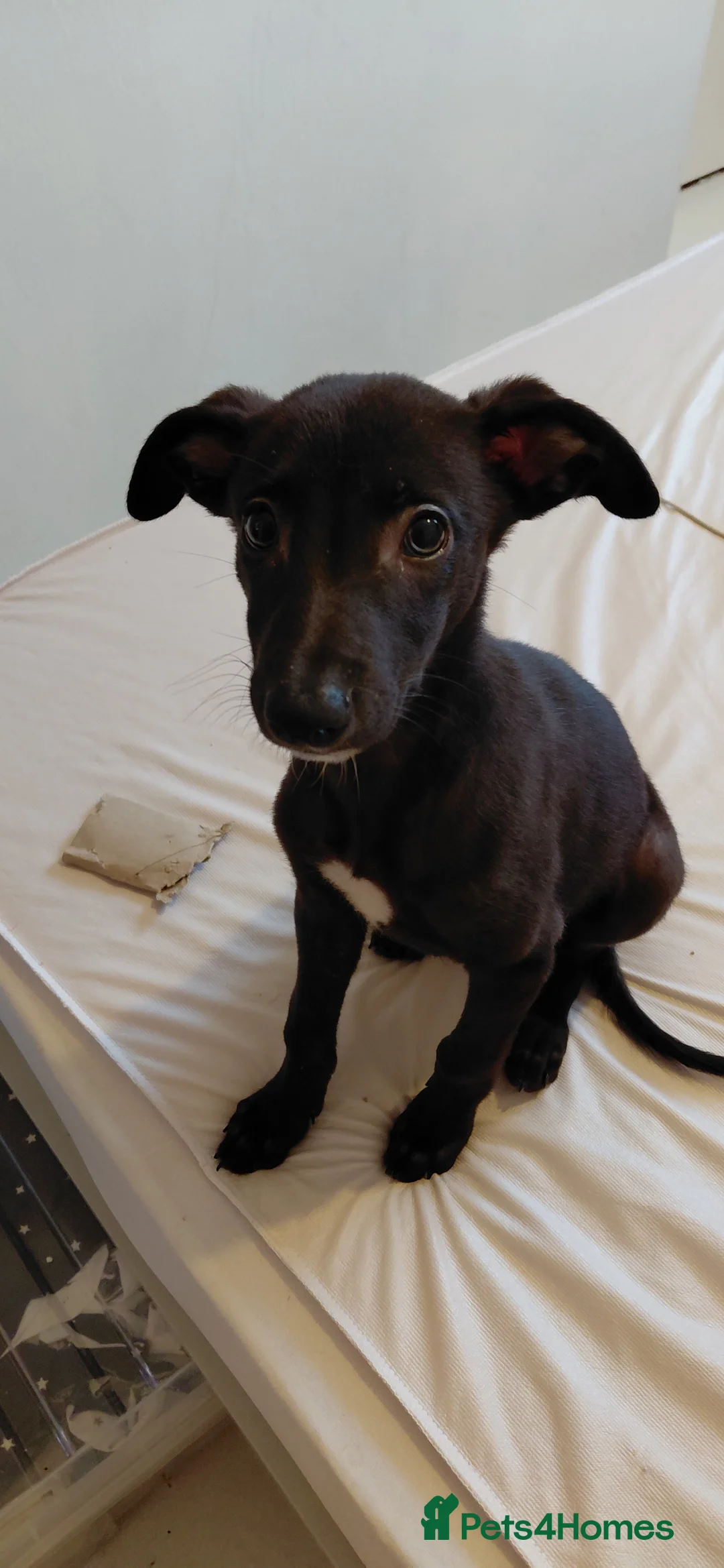Mixed Breed dogs for sale: 10 week male italian greyhound puppy - Advert 1