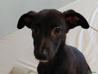 Mixed Breed dogs 10 week male italian greyhound puppy - Advert 7