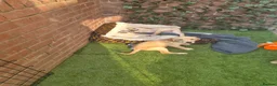 Goldador dogs for sale: Gorgeous F1 Goldador puppies from excellent lines - Advert 3