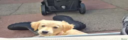 Golden Retriever dogs for sale: Golden retriever  - Advert 9